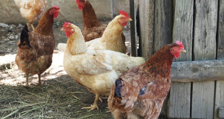 Kippen houden in de tuin dit moet je weten! Tuinweb