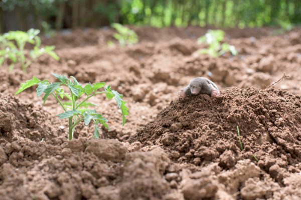 Wat doen tegen mollen in de tuin? Tuinweb