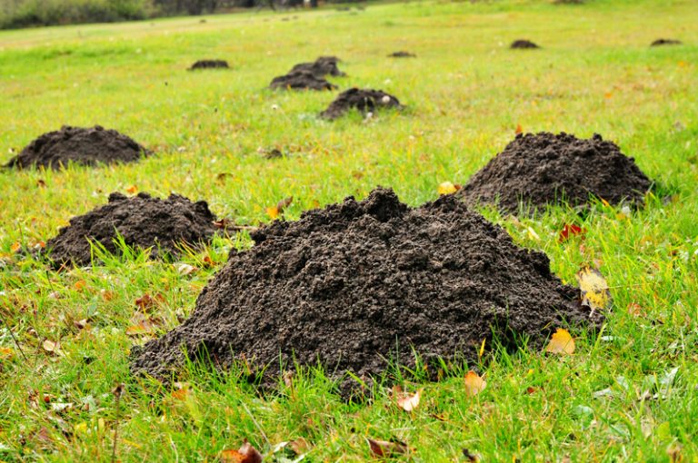 Wat doen tegen mollen in de tuin? Tuinweb