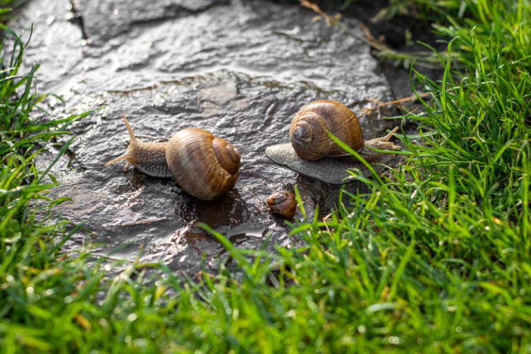 Tips voor én tegen slakken in de tuin Tuinweb