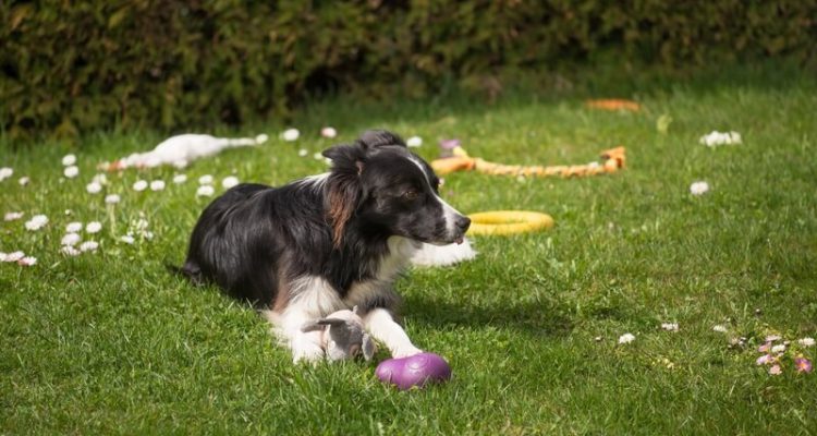 concept Onhandig heroïne De beste en leukste honden accessoires voor in de tuin - Tuinweb