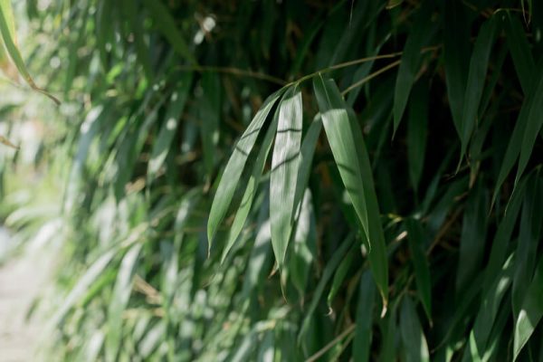 Bamboe In De Tuin Wat Moet Je Weten Tuinweb