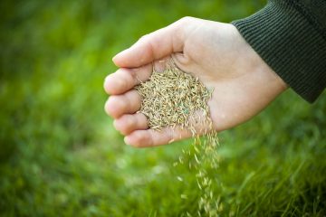 gras zaaien versus graszoden leggen