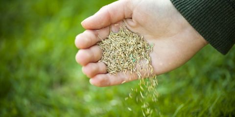 gras zaaien versus graszoden leggen