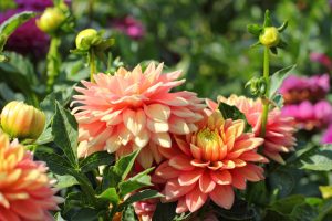 hoe lang is de bloeitijd van een dahlia