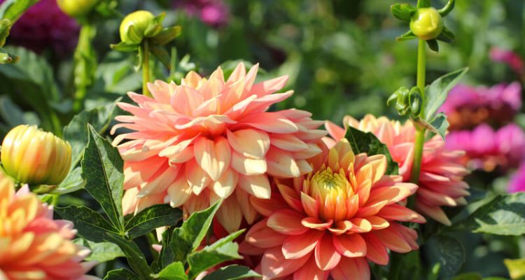 hoe lang is de bloeitijd van een dahlia