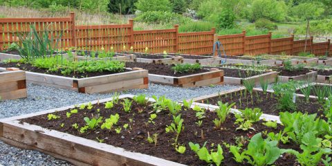 voordelen van een verhoogd moestuinbed