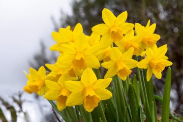 wanneer narcissen planten