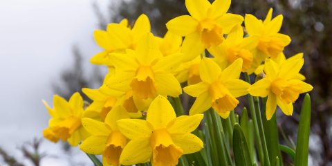 wanneer narcissen planten