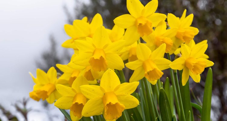 wanneer narcissen planten