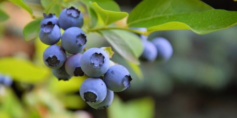 vermeerderen blauwe bes