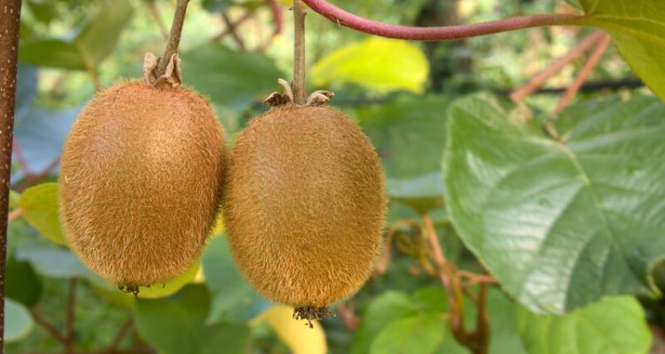 vermeerderen van kiwiplanten