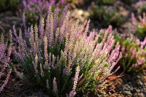 zomerheide in de tuin