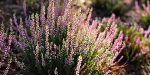 zomerheide in de tuin