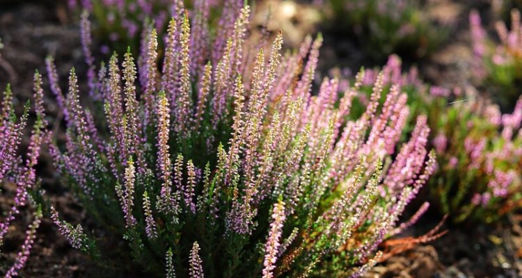 zomerheide in de tuin