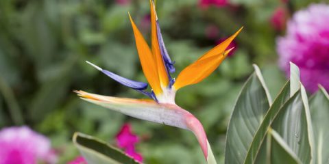 strelitzia